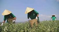 宛“艾”將熟！一株野草長成南陽百億產(chǎn)業(yè)帶 | 極刻
