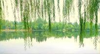 【養(yǎng)生知識(shí)】已入五九，六九將至，五九的養(yǎng)生秘訣，你知道嗎？