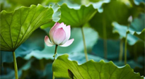 【三伏天養(yǎng)生】三伏天養(yǎng)生有六大禁忌，你知道嗎？記得分享給家人知道！