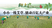 【行業(yè)資訊】向上，特色產(chǎn)業(yè)看河南：南陽艾區(qū)域品牌正在叫響！