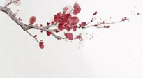 【冬日數(shù)九】2024年開(kāi)始數(shù)九，收藏好時(shí)間表，帶你了解什么是冬九九！