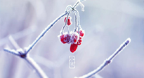 【小寒節(jié)氣】時(shí)處二三九，臘月梅花開(kāi)！
