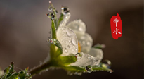 【二十四節(jié)氣灸】雨水節(jié)氣，扶陽、祛濕、調氣血，才是養(yǎng)生重點！艾灸，橫掃濕寒！
