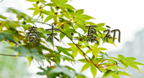 【艾灸養(yǎng)生】春末夏初：上熱下寒癥狀，補(bǔ)不如疏通淤堵，試試艾灸吧！