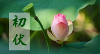 【三伏天】初伏將至，“蒸煮”模式開啟！想要健康，這四類食物別錯過??！