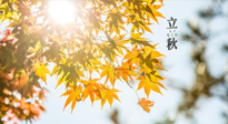 【節(jié)氣飲食】立秋將至，吃最合適的飲食，平穩(wěn)度過季節(jié)交替！